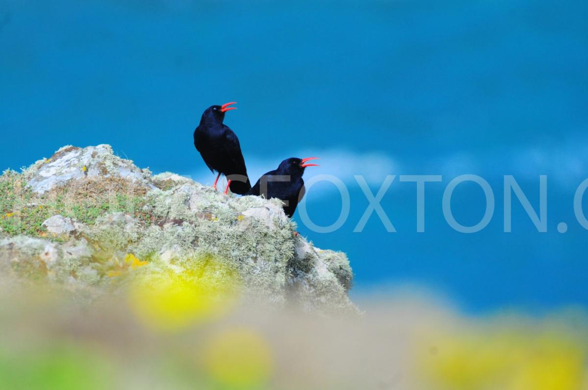 choughs_skomer.jpg