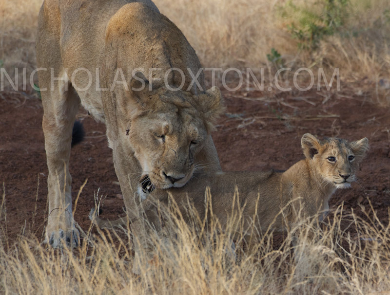 lioness-and-cub.jpg