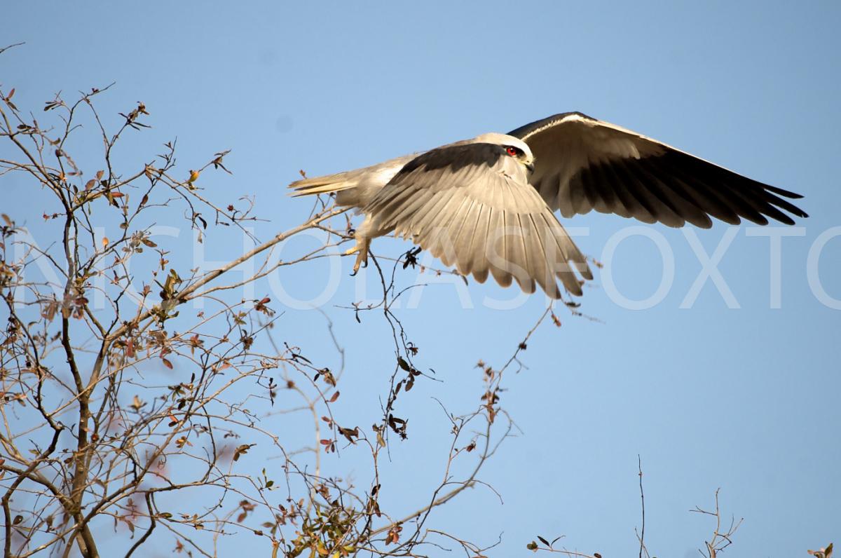 black-shouldered_kite.jpg