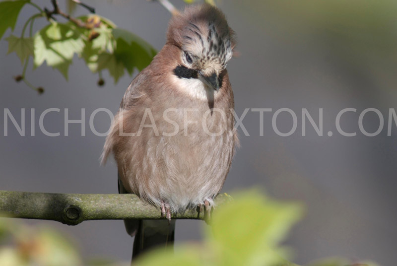 young-jay_-powis-square.jpg